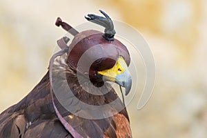 Hooded Harris Hawk Parabuteo Unicintus