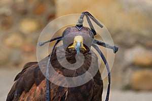 Hooded Harris Hawk ( Parabuteo Unicintus )