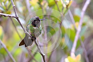 Hooded Hummingbird Visorbearer Augastes lumachella perched photo