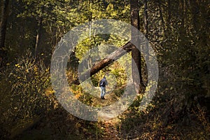 Hooded man walking down sunlit trail in deep dark woods under broken log propped up on another tree