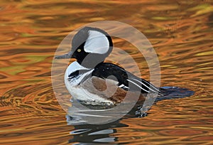 Hooded Merganser