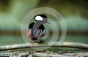 Hooded Merganser