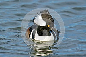 Hooded Merganser