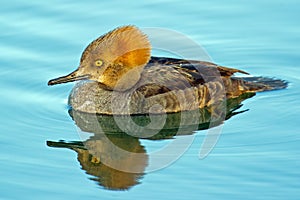 Hooded Merganser