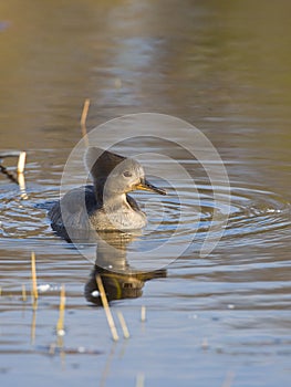 Hooded Merganser