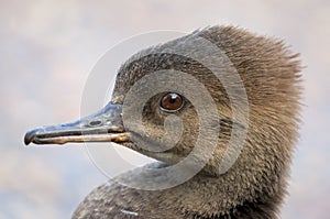 Hooded Merganser