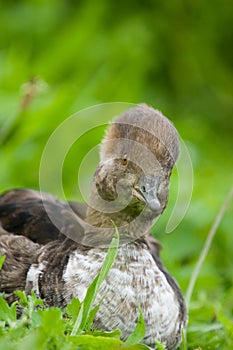 Hooded Merganser