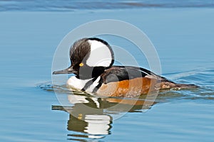 Hooded Merganser