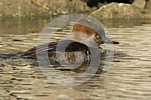 Hooded Merganser