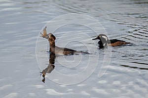 Hooded Merganser caught a frog for dinner