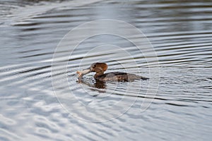 Hooded Merganser caught a frog for dinner