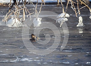 Hooded Merganser with Crayfish