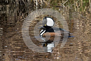 Hooded merganser duck