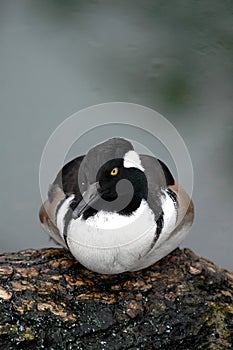 Hooded Merganser Duck