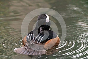 Hooded Merganser duck & x28;Lophodytes cucullatus