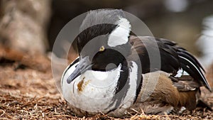 Hooded Merganser duck making eye contact