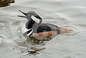 Hooded Merganser Duck