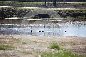 Hooded Merganser Ducks