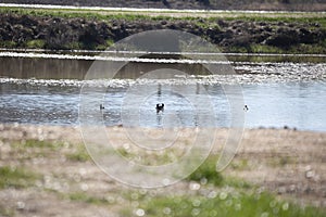 Hooded Merganser Ducks