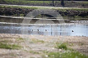 Hooded Merganser Ducks