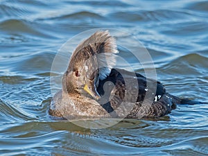 Hooded Merganser