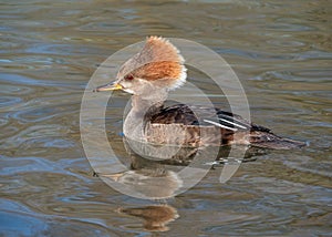 Hooded Merganser - Lophodytes cucullatus in the winter sun.