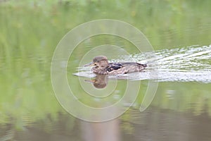 Hooded merganser juvenile