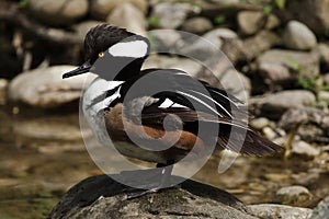 Hooded merganser Lophodytes cucullatus