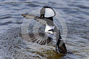 Hooded merganser, lophodytes cucullatus