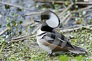 Hooded merganser, lophodytes cucullatus