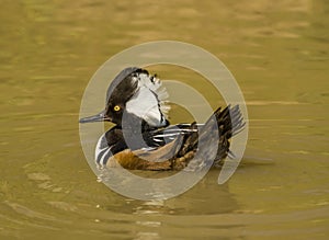 Hooded Merganser / Lophodytes cucullatus