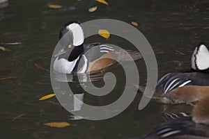 Hooded Merganser (Lophodytes cucullatus)