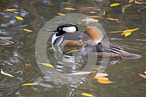 Hooded Merganser (Lophodytes cucullatus)