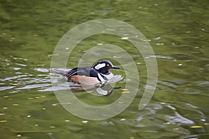 Hooded Merganser Lophodytes cucullatus