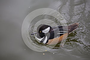 Hooded Merganser Lophodytes cucullatus