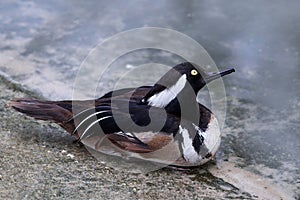 Hooded merganser, Lophodytes cucullatus, fish-eating duck bird near the water. Hooded merganser bird from Lake Michigan, USA. photo