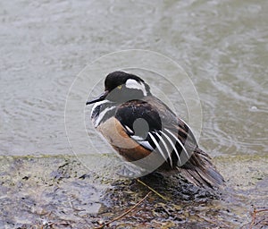 Hooded merganser, lophodytes cucullatus - male