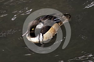 The hooded merganser Lophodytes cucullatus is a species of small duck.