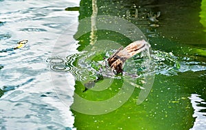 Hooded Merganser Lophodytes cucullatus Swimming on a Lake