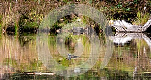 Hooded Merganser Lophodytes cucullatus swimming in pond