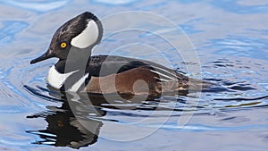 Hooded Merganser male adult swimming at the lake.