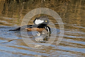 Hooded Merganser