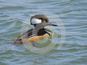 Hooded Merganser