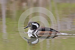 A Hooded merganser male with lowered crest swimming in local pond in Ottawa, Canada