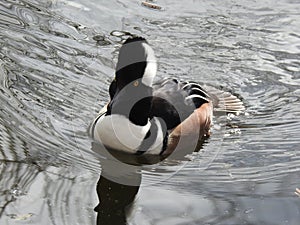 Hooded Merganser on Rippling Water