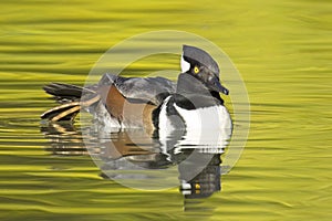 Hooded merganser stretches its leg