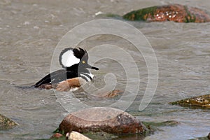 Hooded Merganser swimming