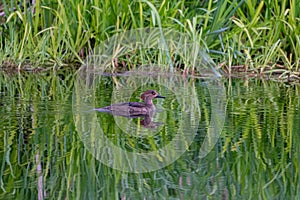 Hooded Merganser swimming in a lake