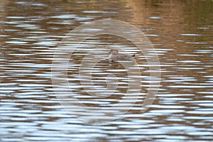 Hooded Merganser swimming in a lake