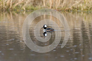 Hooded Merganser swimming in a lake